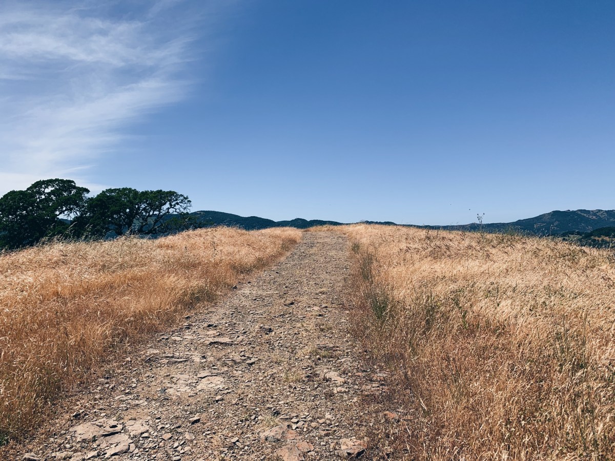 On chance and choice, and the desire lines that connect&nbsp;them